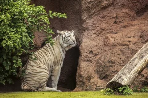 White tiger in captivity in the zoo Stock Photos