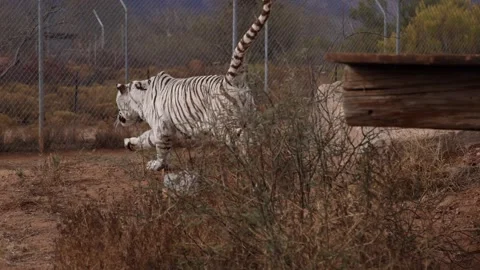 White tiger chases down meal in wildlife sanctuary Stock Footage 265553113
