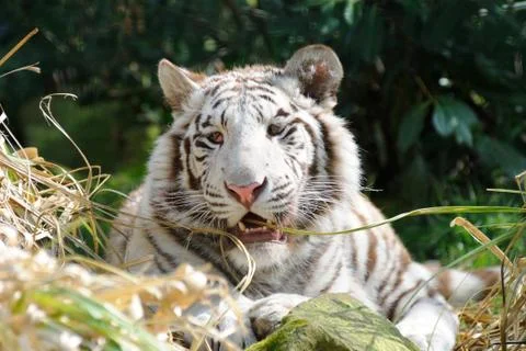 White tiger chewing grass Stock Photos