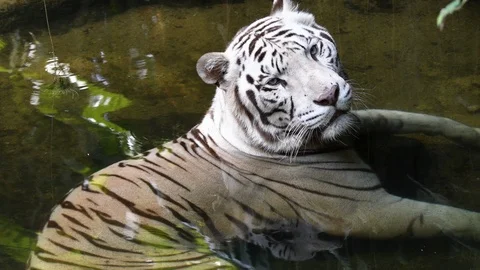 White tiger chilling inside pool and taking rest Stock Footage 88156985