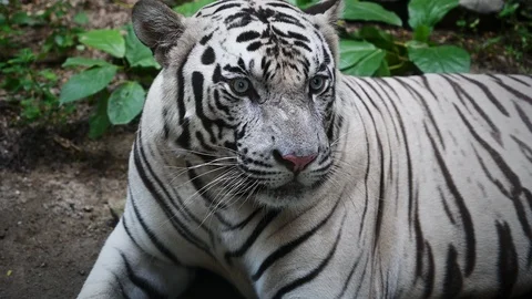 White tiger - close up Video stock 110823072