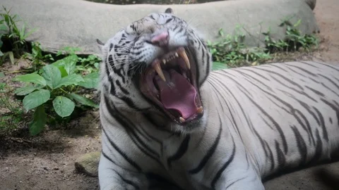 White tiger - close up Video stock 110823242