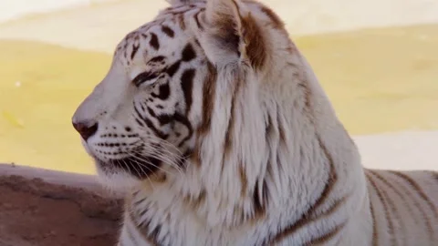 White tiger close up licking lips on sunny day Stock Footage 329816079