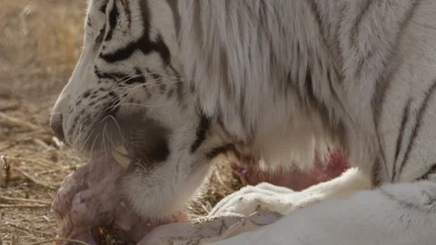 White tiger close up of mouth chewing meat Stock Footage 266337663