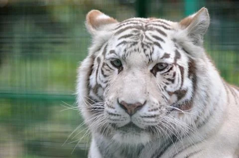 White tiger close-up Stock Photos