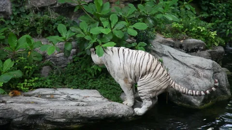 White tiger defecating Stock Footage