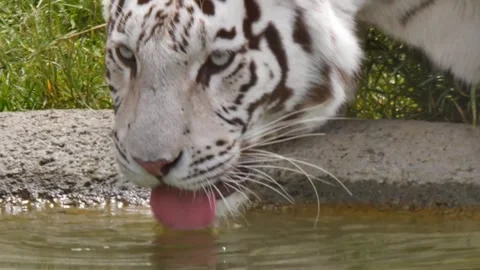 White tiger drinking water Stock-Footage 274415255