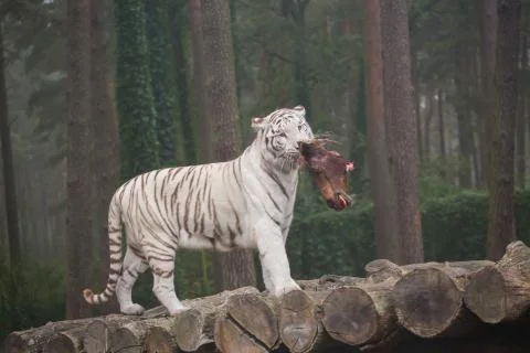 A white tiger eats fresh meat Stock Photos
