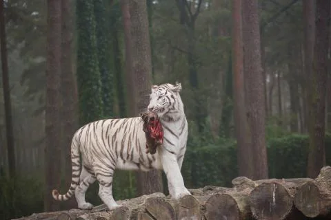 A white tiger eats fresh meat Foto stock