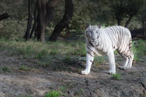 White tiger on evening stroll Foto stock