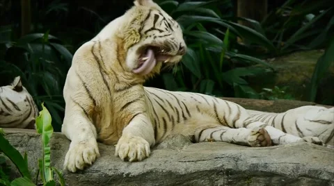 White Tiger Exotic Stock Footage 40773121