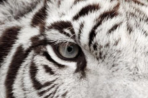 White tiger eye Stock Photos