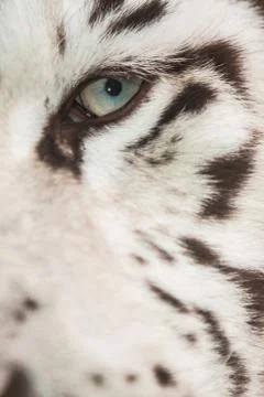 White tiger eye Stock Photos