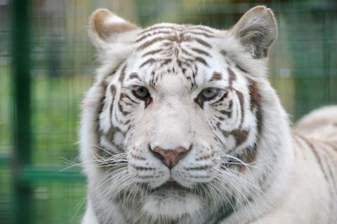 White tiger face Stock Photos