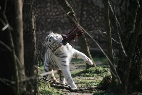White tiger feeding Stock Photos