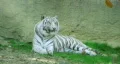 White Tiger HD Footage