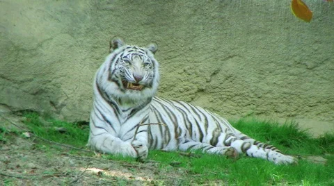 White Tiger Stock Footage 138374