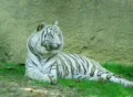 White Tiger Footage