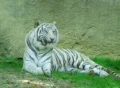 White Tiger SD Footage