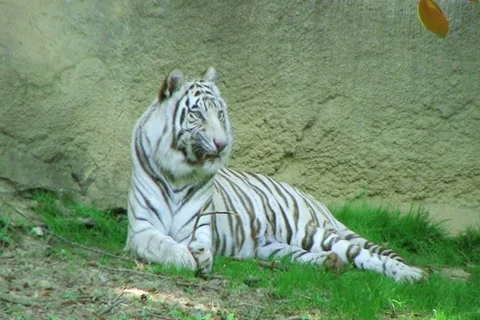 White Tiger 動画素材 2751569