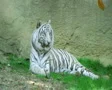 White Tiger SD Footage