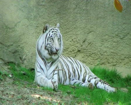 White Tiger 動画素材 2872554