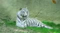 White Tiger HD Footage