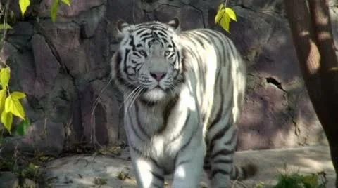 White Tiger Stock Footage 8913795