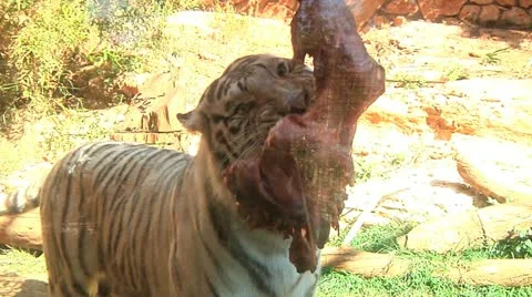 White Tiger Stock Footage 10964552