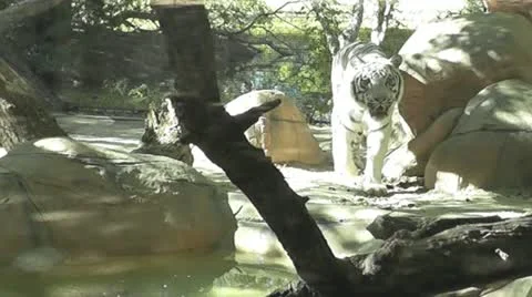 White Tiger Stock Footage 12584988