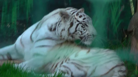 White tiger Stock Footage 32777714