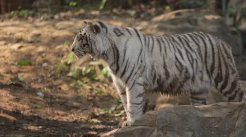 White tiger Stock Footage 45406982