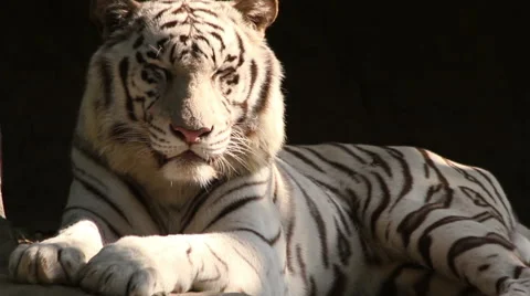 White Tiger Stock Footage 54300685