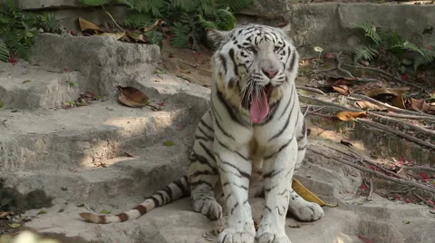 White Tiger Stock Footage 54300925