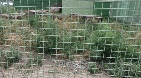 White Tiger Stock Footage 56606805