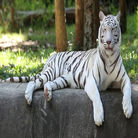 White tiger Vídeos de archivo 69528106