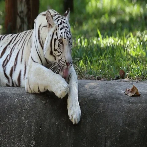 White tiger Vídeos de archivo 69529264