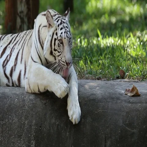 White tiger Vídeos de archivo 69529301