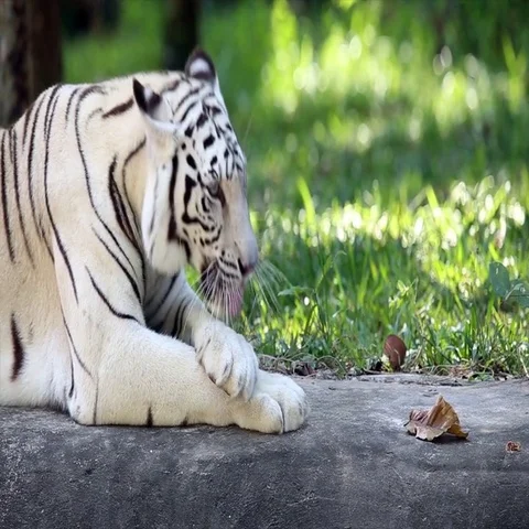 White tiger Vídeos de archivo 69531047