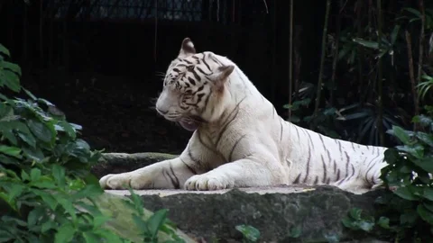 White Tiger Stock Footage 85196390