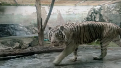 White tiger Stock Footage 137654283