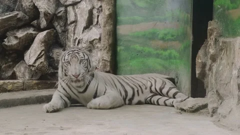 White tiger Stock Footage 160343376