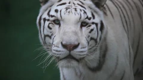 White tiger Stock-Footage 160467661