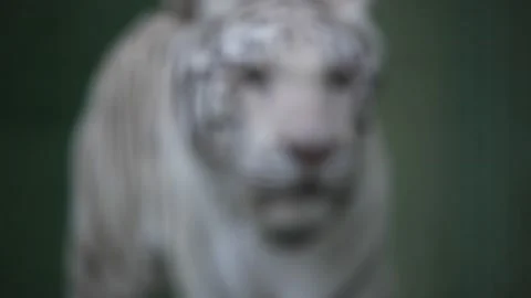 White tiger Video stock 160467674