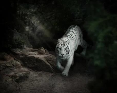White tiger in forest Stock Photos