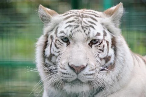 White tiger full face Stock Photos
