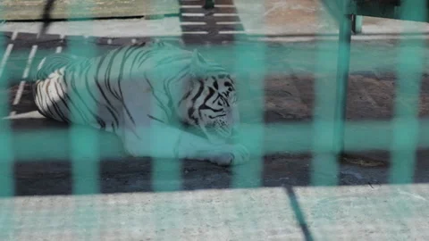 White Tiger Grooming Its Front Paw Behind a Green Metal Fence Stock Footage 347054963