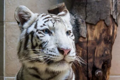 White tiger head Stock Photos