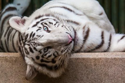 White tiger head Stock Photos
