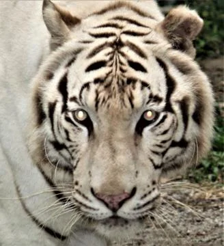 White Tiger Head Stock Photos